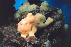 Frogfish taken in Hawaii with Nikonos V, a Nikonos close-... by John H. Fields 